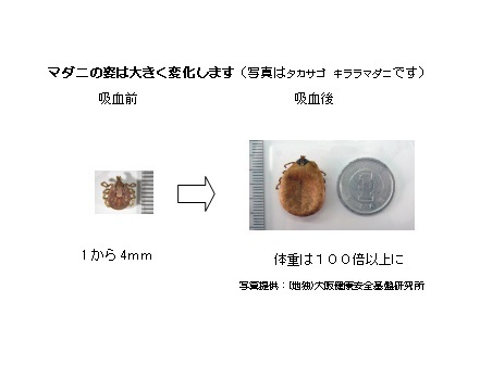 マダニの変化の様子がわかる写真