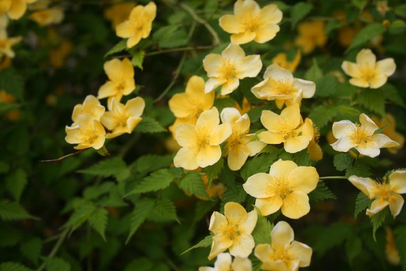 山吹の花の写真