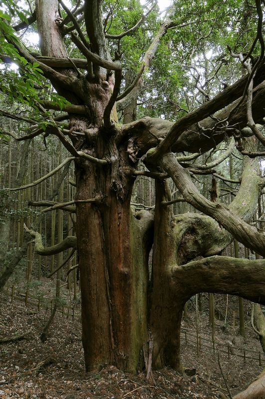 大沢のスギの写真