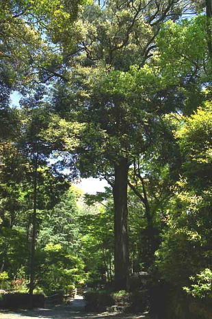 若山神社のツブラジイ林の写真