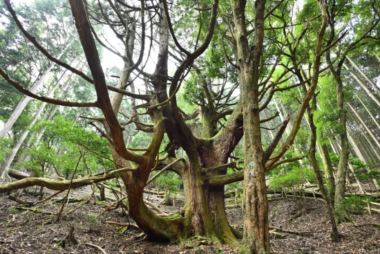 優秀賞「生命力の体現」の写真データ