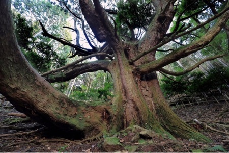 佳作「巨樹の風貌」の写真データ