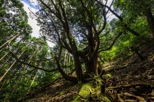 奨励賞「苔むした大沢の杉」の写真データ