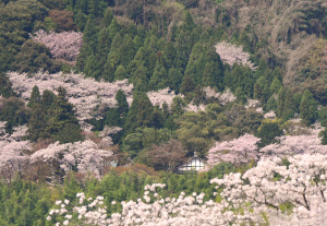 奨励賞「若山神社の桜」の写真データ