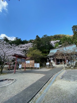 若山神社境内の桜