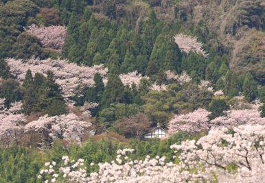 若山神社の桜