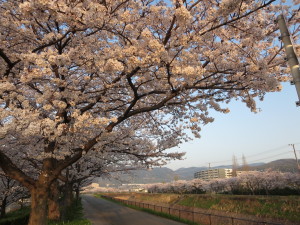 水無瀬川の花堤