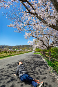 水無瀬川沿いの桜