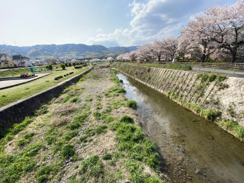 水無瀬川の桜（東大寺）