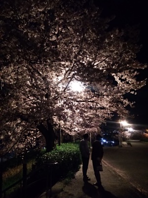 夜桜（水無瀬川沿い）