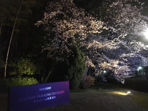 夜桜（サントリー前）