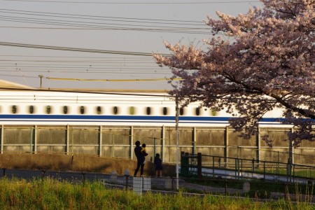 東海道新幹線と桜