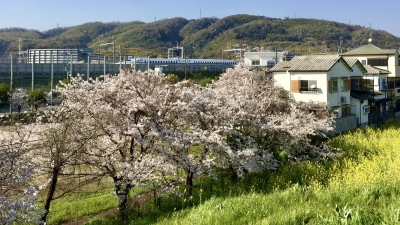 新幹線と桜（江川）