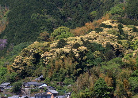 尺代の新緑の画像