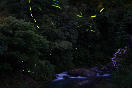 水無瀬川の蛍