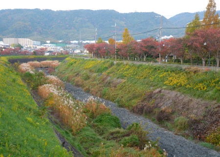 秋の水無瀬川の画像