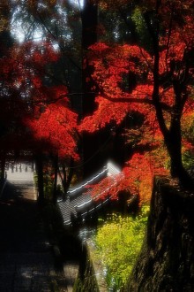 椎尾神社の紅葉