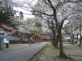 若山神社の桜