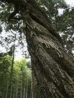 若山神社ツブラジイ林の写真