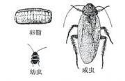 クロゴキブリの画像