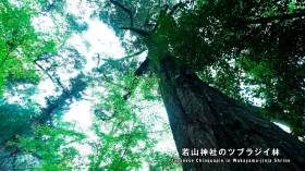 若山神社のツブラジイ林