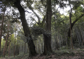 若山神社のツブラジイ林の写真