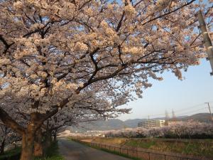 水無瀬川の桜