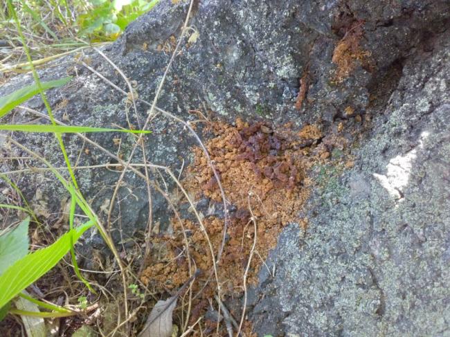 青葉地区で確認されたクビアカツヤカミキリのフラス