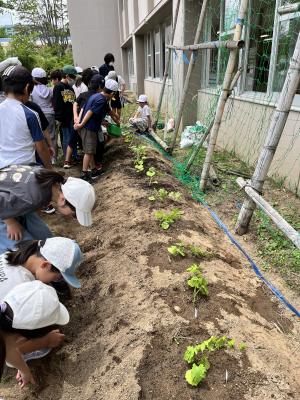 ゴーヤを植え付ける児童