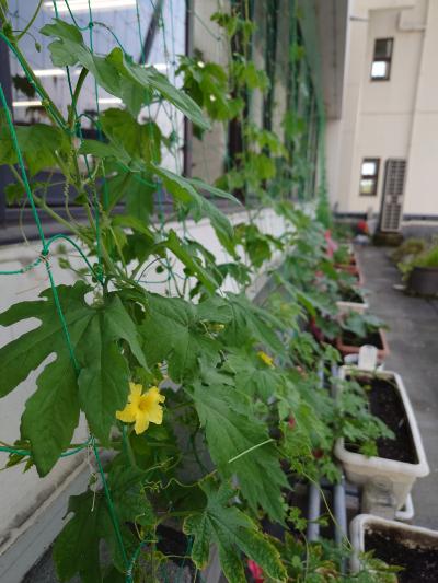 ゴーヤの様子（6月）