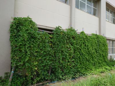 緑のカーテンの様子（8月）