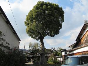 広瀬の大楠木