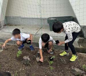 4小苗植え
