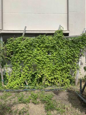 ４小カーテン